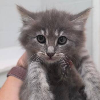 Lyra -  Domestic Long Hair Cat for Adoption in Buellton, California - Lyra | PetCurious