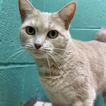 Rescue Domestic Short Hair Cats for Adoption in Latrobe, Pennsylvania - Pumpkin | PetCurious