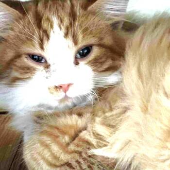 Rescue Domestic Long Hair Cats for Adoption in Winchester, Virginia - Fluffernutter | PetCurious