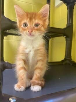 Yunho -  Domestic Short Hair Cat for Adoption in Hamilton, Ohio - Yunho | PetCurious