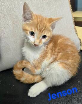 Jenson -  Domestic Short Hair Cat for Adoption in Sullivan, Indiana - Jenson | PetCurious