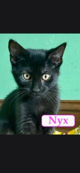 Nyx -  Domestic Short Hair Cat for Adoption in Medford, Wisconsin - Nyx | PetCurious