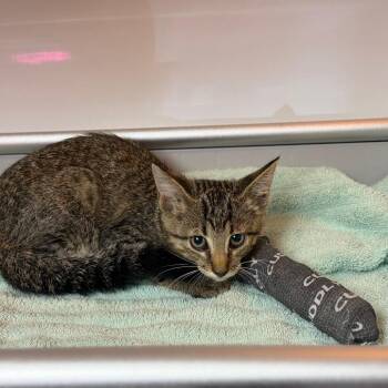 Wyatt -  Domestic Short Hair Cat for Adoption in Pauls Valley, Oklahoma - Wyatt | PetCurious