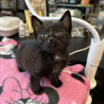 Marley -  Domestic Short Hair Cat for Adoption in Redwood City, California - Marley | PetCurious