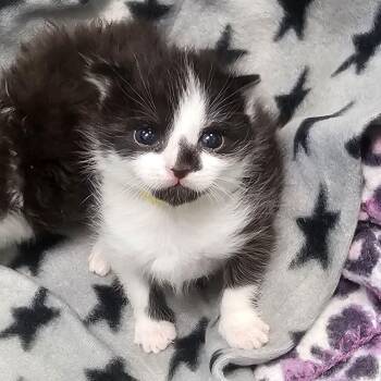 Domestic Short Hair Cats Available for Adoption in Lynchburg, Virginia - Swift | PetCurious