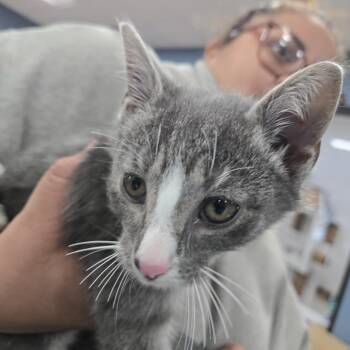 Bruce -  Domestic Short Hair Cat for Adoption in Newark, New Jersey - Bruce | PetCurious
