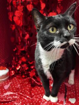 Rescue Domestic Short Hair and Tuxedo Cats for Adoption in Greensboro, North Carolina - Isabella | PetCurious