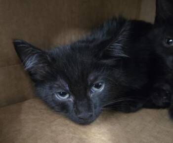 Blue Collar 381-26 -  Domestic Short Hair Cat for Adoption in Cumming, Georgia - Blue Collar 381-26 | PetCurious