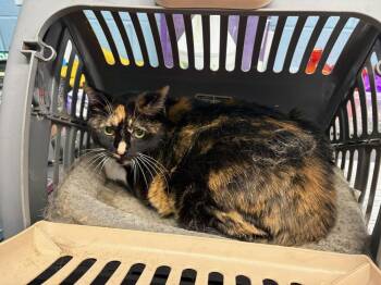 Cookie -  Domestic Short Hair Cat Available for Adoption in Evansville, Indiana - Cookie | PetCurious