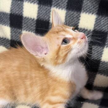 Krona -  Domestic Short Hair Cat for Adoption in Spokane, Washington - Krona | PetCurious