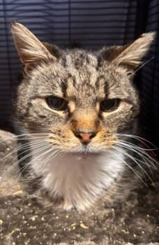 Domestic Short Hair Cats Available for Adoption - Pudding | PetCurious