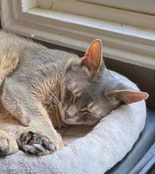 Thunder -  Abyssinian Cat for Adoption in Whittier, California - Thunder | PetCurious