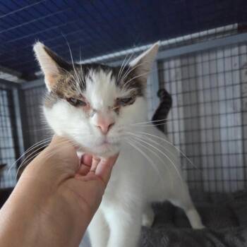Reveal -  Domestic Short Hair Cat for Adoption in St. Helena, California - Reveal | PetCurious