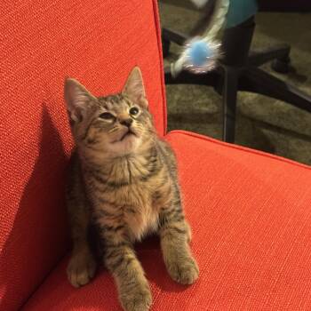 Sushi -  Domestic Short Hair Cat for Adoption in Warrior, Alabama - Sushi | PetCurious