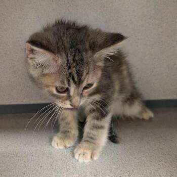Crepe -  Domestic Short Hair Cat for Adoption in Greenville, Pennsylvania - Crepe | PetCurious