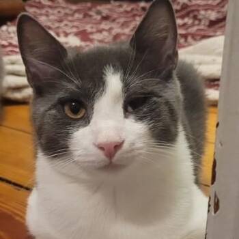 Big Tuna -  Domestic Short Hair Cat for Adoption in West Warwick, Rhode Island - Big Tuna | PetCurious