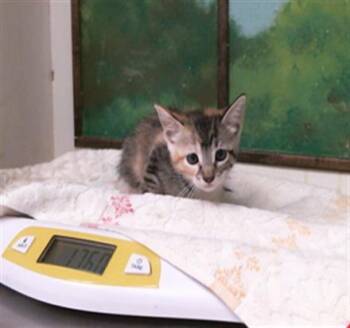 TAYLOR -  Domestic Short Hair Cat for Adoption in Houston, Texas - TAYLOR | PetCurious