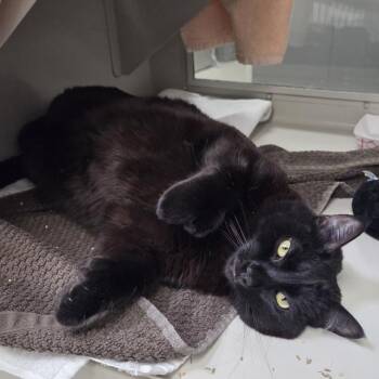 BEANS -  Domestic Short Hair Cat for Adoption in Las Vegas, Nevada - BEANS | PetCurious