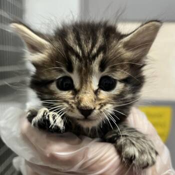 Candy -  Domestic Long Hair Cat for Adoption in Taos, New Mexico - Candy | PetCurious