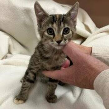 Rescue Tortoiseshell Cats for Adoption in Green Valley, Arizona - Watts | PetCurious
