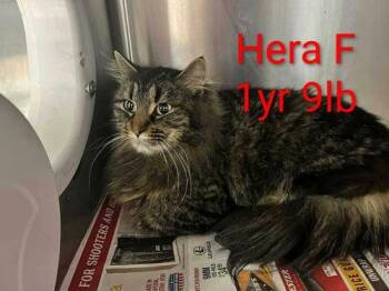 Maine Coon Cats Available for Adoption - Roman & Hera (BONDED) | PetCurious