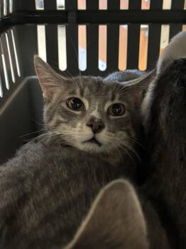 SIMON -  Domestic Short Hair Cat for Adoption in Las Vegas, Nevada - SIMON | PetCurious