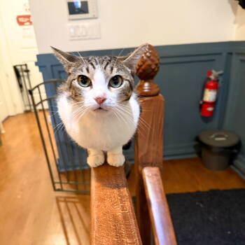 Rescue Domestic Short Hair Cats for Adoption - Villa | PetCurious