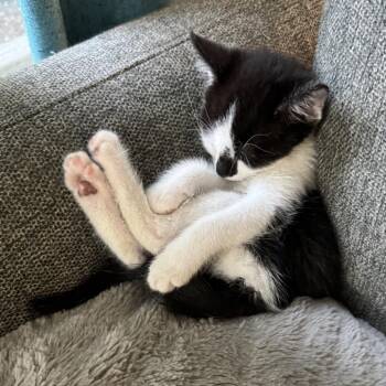 Venus -  Domestic Short Hair Cat for Adoption in Spokane, Washington - Venus | PetCurious