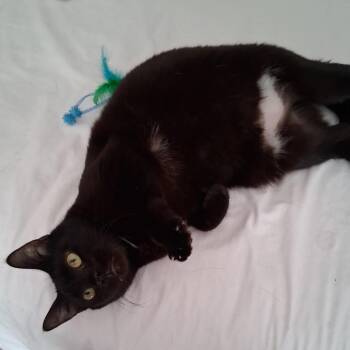 Domestic Short Hair Cats Available for Adoption in York, Pennsylvania - Pepe | PetCurious