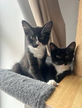 Rescue Domestic Medium Hair Cats for Adoption - Fang & Ryu (Bonded Pair) | PetCurious
