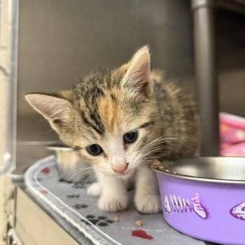 Domestic Short Hair Cats Available for Adoption in Jacksboro, Tennessee - Cece | PetCurious