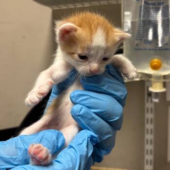 Poka -  Domestic Short Hair Cat for Adoption in Yuma, Arizona - Poka | PetCurious