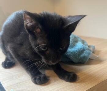 Clang -  Domestic Short Hair Cat for Adoption in Wilmington, North Carolina - Clang | PetCurious