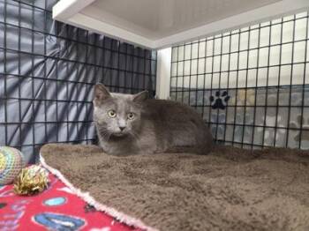 Domestic Short Hair Cats Available for Adoption - Missy Elliot | PetCurious
