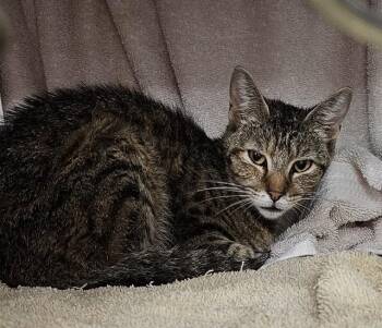 CINA -  Domestic Short Hair Cat for Adoption - CINA | PetCurious
