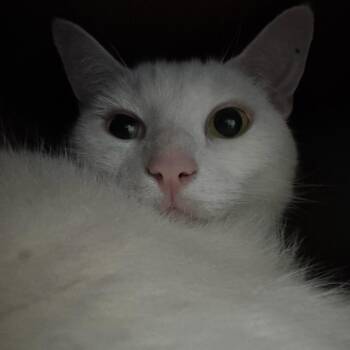 K.C. -  Domestic Short Hair Cat for Adoption in West Palm Beach, Florida - K.C. | PetCurious