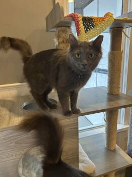 Wynne -  Domestic Medium Hair Cat for Adoption in Wheaton, Illinois - Wynne | PetCurious