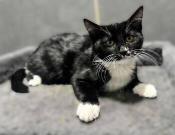 Rescue Domestic Short Hair Cats for Adoption in Millcreek, Utah - Fred Jones | PetCurious