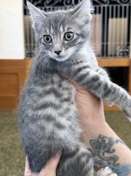 Sarah ( AV) -  Tabby Cat for Adoption in Vallejo, California - Sarah ( AV) | PetCurious