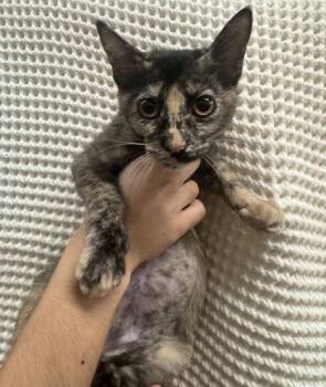 Jojo -  Domestic Short Hair Cat for Adoption in Honolulu, Hawaii - Jojo | PetCurious