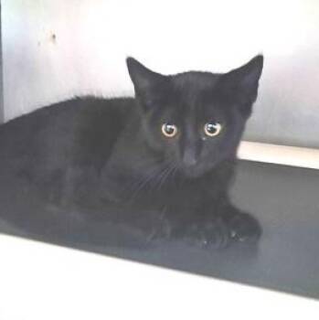 Hearts -  Domestic Short Hair Cat for Adoption in Marshall, North Carolina - Hearts | PetCurious