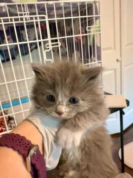 Riddle -  Domestic Long Hair Cat for Adoption in Kennewick, Washington - Riddle | PetCurious