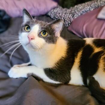 Rescue Domestic Short Hair Cats for Adoption in Carrollton, Texas - Diamond | PetCurious