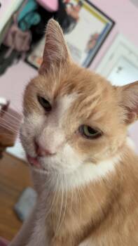 Weezy -  American Shorthair Cat for Adoption in Richmond, Virginia - Weezy | PetCurious