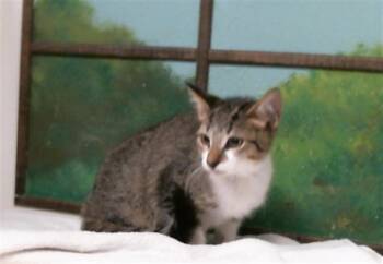HENDO -  Domestic Short Hair Cat for Adoption in Houston, Texas - HENDO | PetCurious