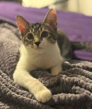 Rescue Domestic Short Hair Cats for Adoption in Mount Laurel Township, New Jersey - Pickle Branch | PetCurious