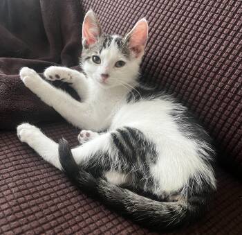 Colin (bonded with Archie) -  Tabby and Domestic Short Hair Cat for Adoption in Vaughan, Ontario - Colin (bonded With Archie) | PetCurious