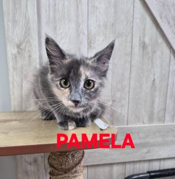 Pamela -  Domestic Short Hair Cat for Adoption in Rome, Georgia - Pamela | PetCurious