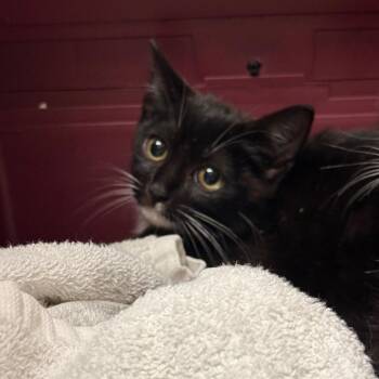 Reaper -  Domestic Short Hair Cat for Adoption in Troy, Virginia - Reaper | PetCurious