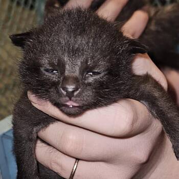 Domestic Short Hair Cats Available for Adoption in Inman, South Carolina - Liam | PetCurious
